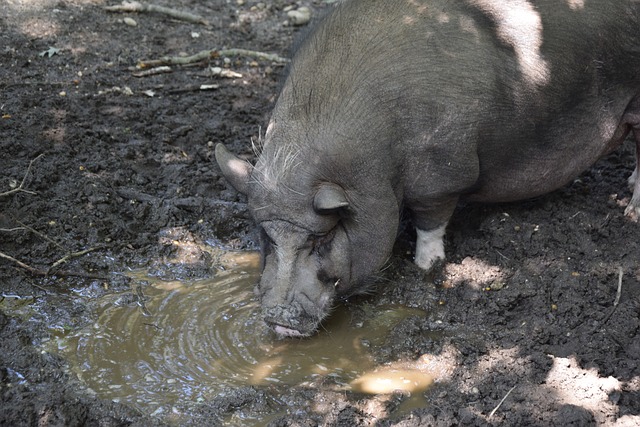 仅提升了球 仅提升了球